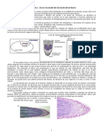 2ciclo Celular
