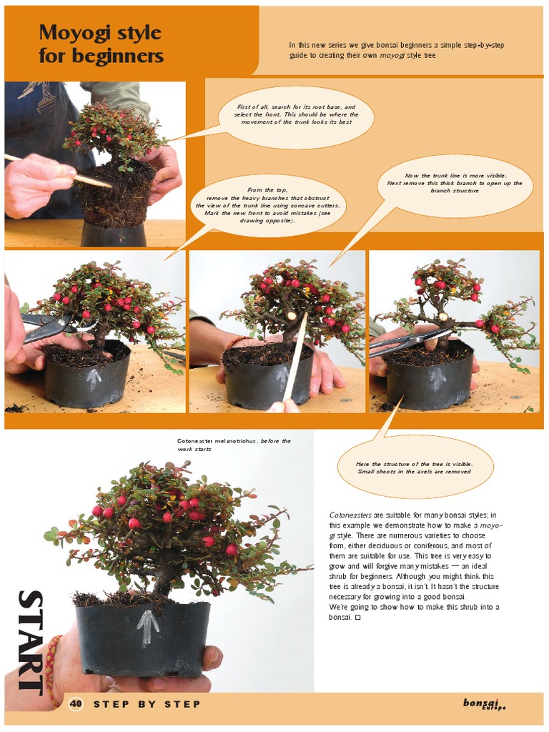 Moyogi Style Bonsai Guide for Beginners | PDF