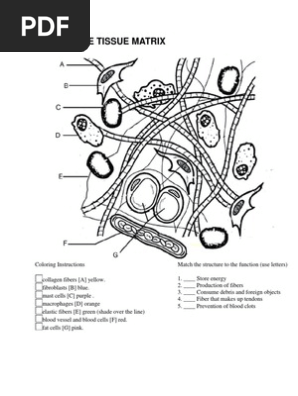 connective-tissue-matrix-pdf-connective-tissue-extracellular-matrix