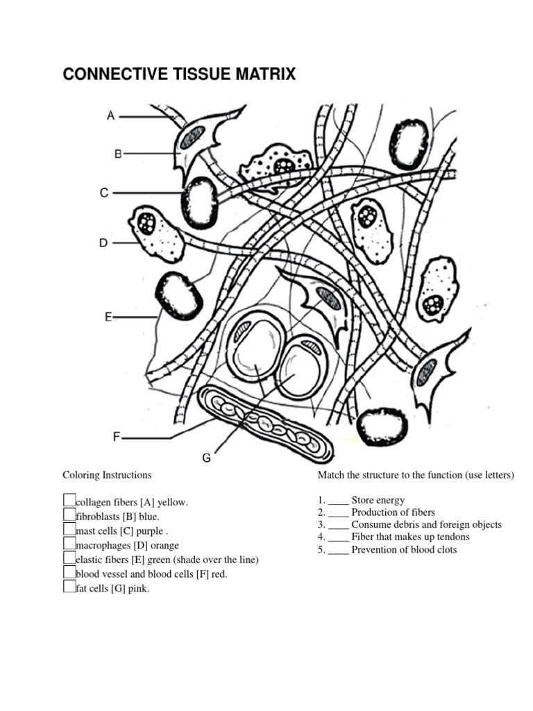Connective Tissue Matrix | PDF | Connective Tissue | Extracellular Matrix