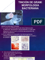 TINCIÓN DE GRAM MORFOLOGIA BACTERIANA