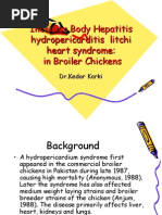 Download Inclusion Body Hepatitis Hydropericarditis Litchi Heart Syndrome in Broiler Chicken by DrKedar Karki MVScPreventive VetMedicine CLSU Philippines SN17337944 doc pdf