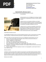 Gastroenteritis en Perros Diarrea en Perros