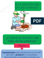 Cual Es La Funcion Del Tallo de Las Plantas