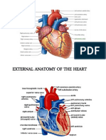 Anatomy of The Heart Review