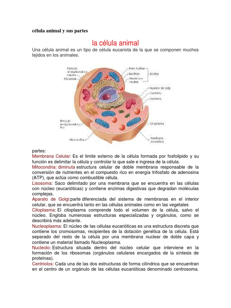 Celula Animal Y Sus Partes Docx Citoplasma Biologia Celular
