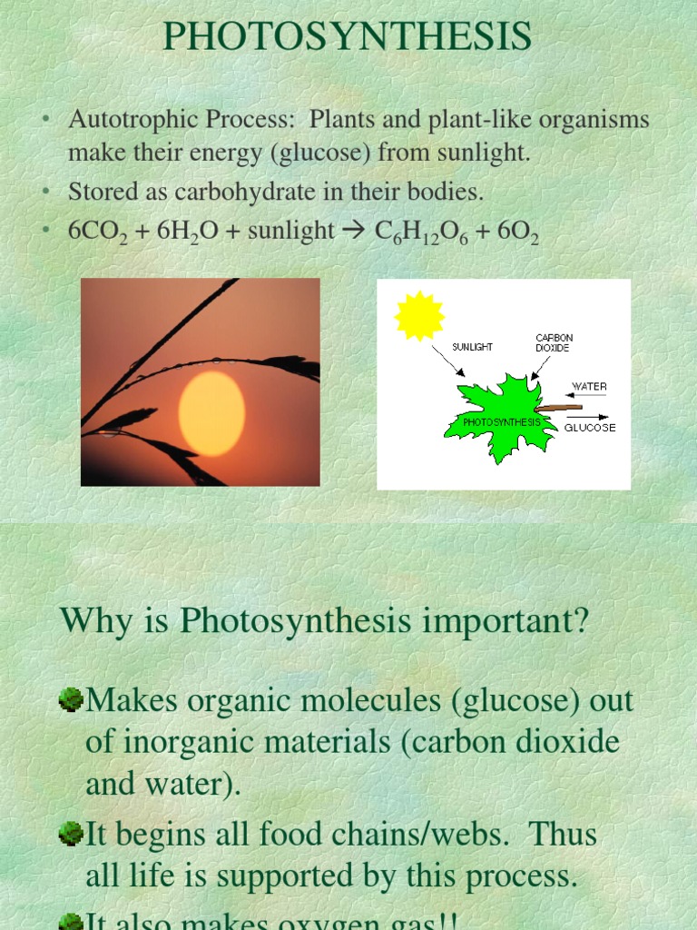 7th Grade Science Chapter 2 Photosynthesis Photosynthesis Chlorophyll