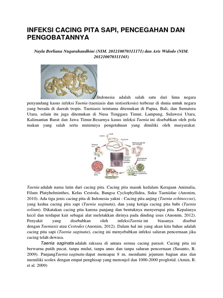 INFEKSI CACING PITA SAPI.docx