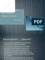 Transcripción del ADN y maduración