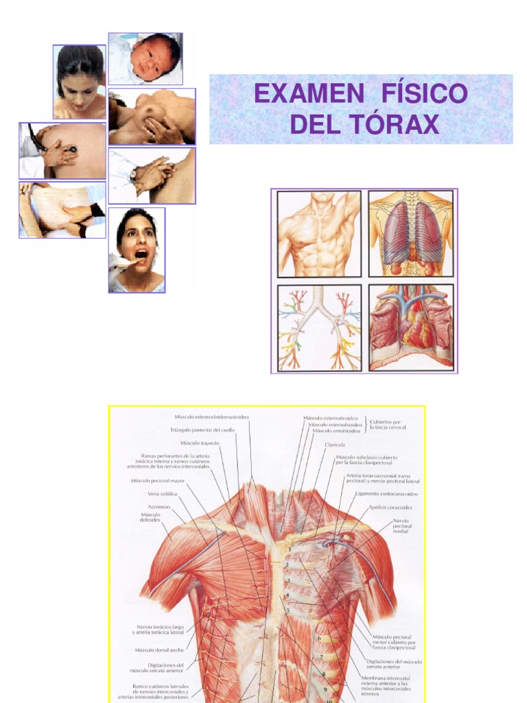 Examen Físico del Tórax y Auscultación | PDF | Respiración | Medicina ...