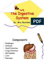 The Digestive System: By: Mrs. Bourland