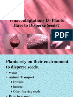 Adaptations Plants Have To Disperse Seeds