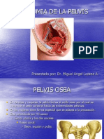 80996852 Anatomia Pelvis