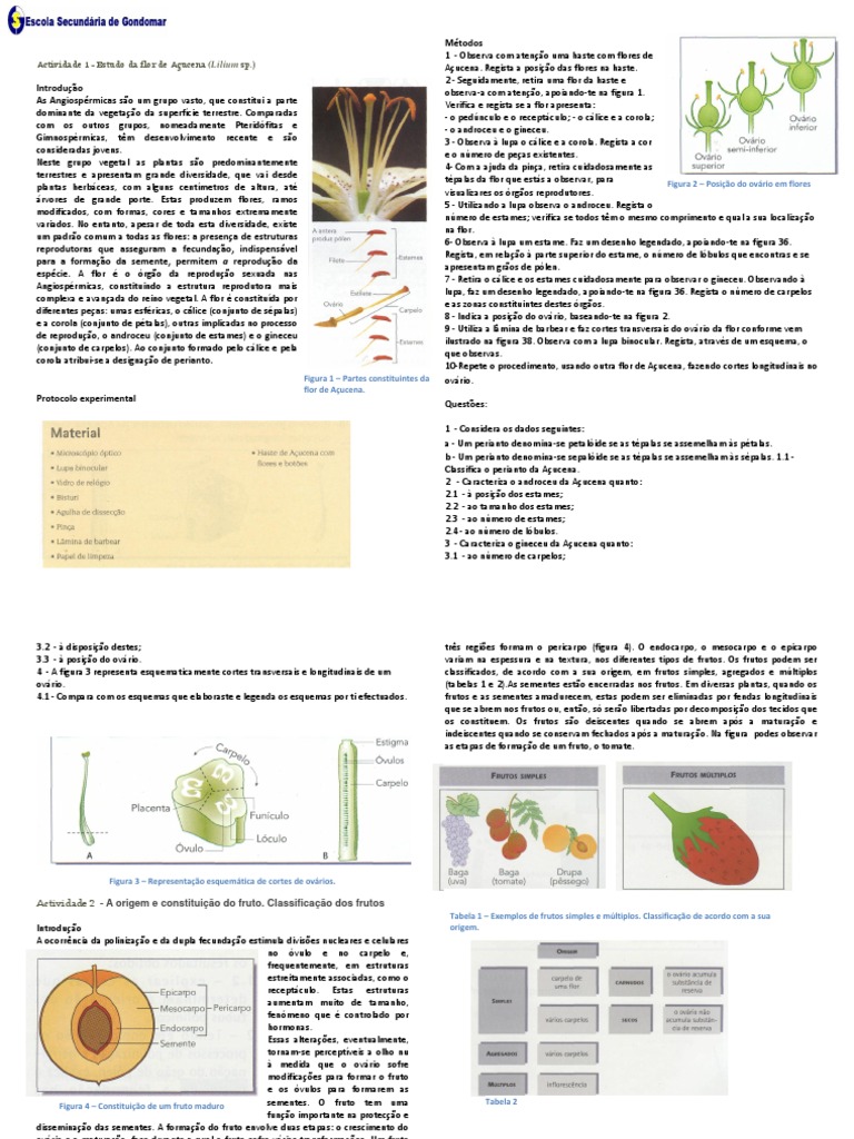 Estudo Da Flor e Do Fruto | PDF | Flores | Fruta