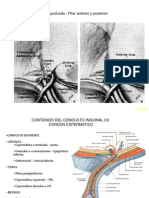 Abdomen 2