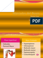 tutoradeanatomamsculoscoracobraquialybiceps-130206002909-phpapp01