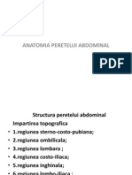 Anatomia Peretelui Abdominal