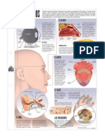 Lamina Organo de Los Sentidos