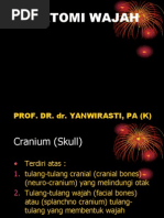 anatomi wajah