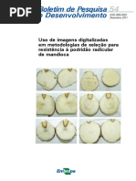 boletim_54_Podridão Radicular.pdf
