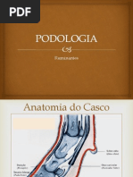 Podologia Ruminantes 2013-1 Orto