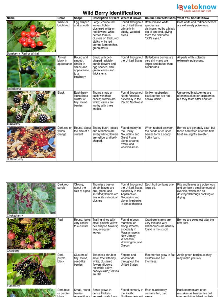 Wild Berry Identification Guide | PDF | Berry | Blueberry