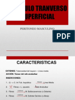 Músculo Transverso Del Perineo