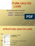 Structura Unui Os Lung