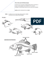 Bio11F Activity - Creer Votre Propre Cle Dichotomique - Poissons