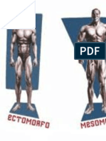 Ectomorfos: Guía para aumentar masa muscular