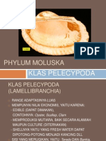 Download Phylum Moluska Pelecypoda by Faisal Budikusuma SN175047072 doc pdf