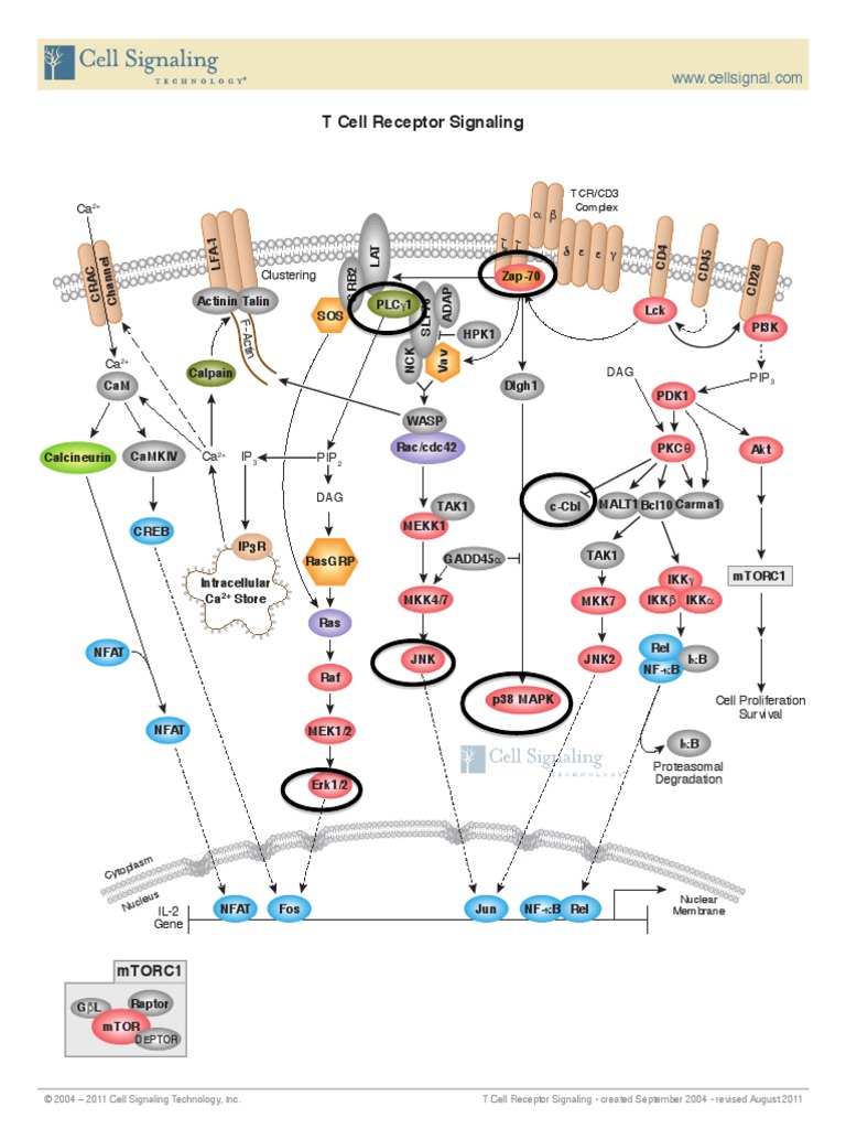 T Cell Receptor Signaling: F - A CT in | PDF