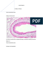 Histologia Diego