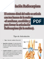 Anatomia - Articulacion RadioCarpiana