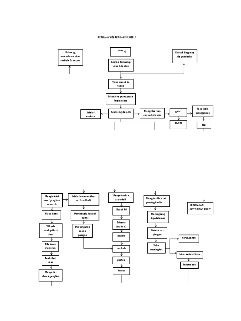 pathway herpes.docx