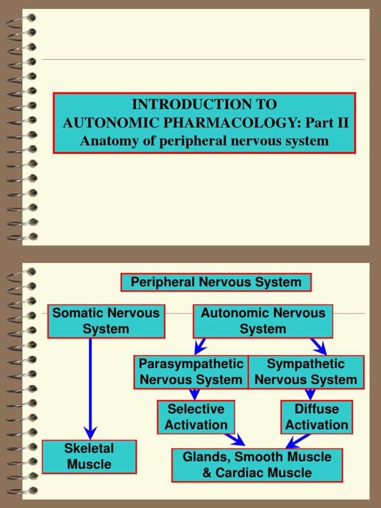 Autonomic Nervous System Overview | PDF