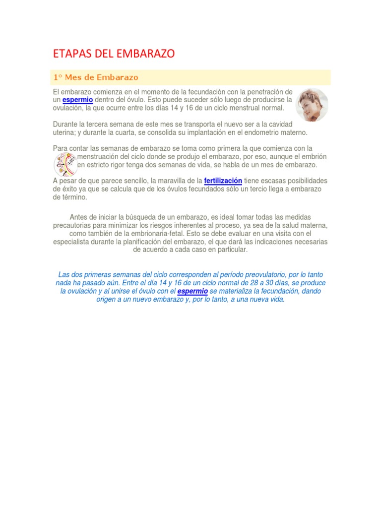 Etapas Del Embarazo