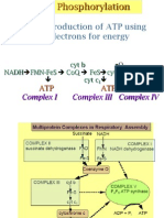 Definition: Production of ATP Using Transfer of Electrons For Energy