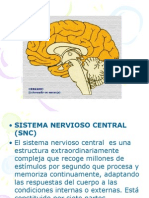 Presentación1 cerebro