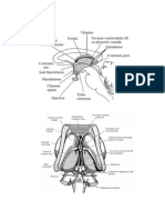 Cursuri Neuroanatomie