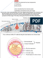 11th Lecture Amnion& Amniotic Fluid