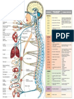 Human Body Parts Organs