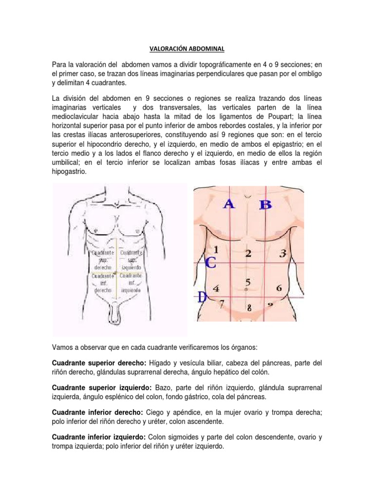 VALORACIÓN ABDOMINAL.docx Abdomen Intestino grueso
