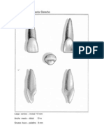 Apuntes de Taller de Anatomia Dental