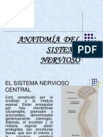 Anatomía Del Sistema Nervioso