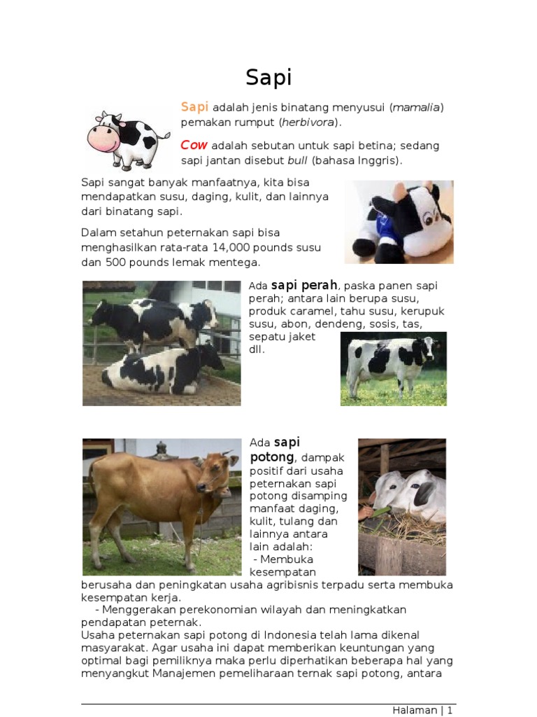 103+ Gambar Binatang Sapi Perah HD
