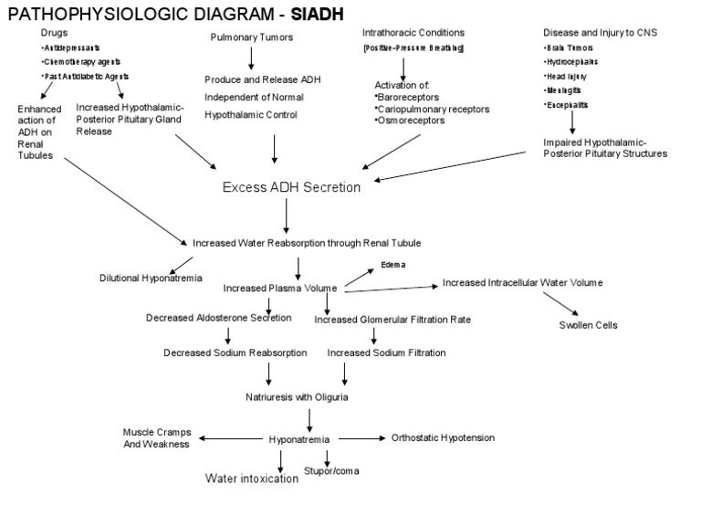 SIADH Pathophysiology and Hyponatremia | PDF | Endocrinology | Glands