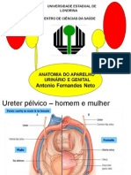 Anatomia do Sistema Urinário e Genital_2