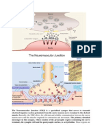 The Neuromuscular Junction