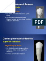 Dientes Premolares AD